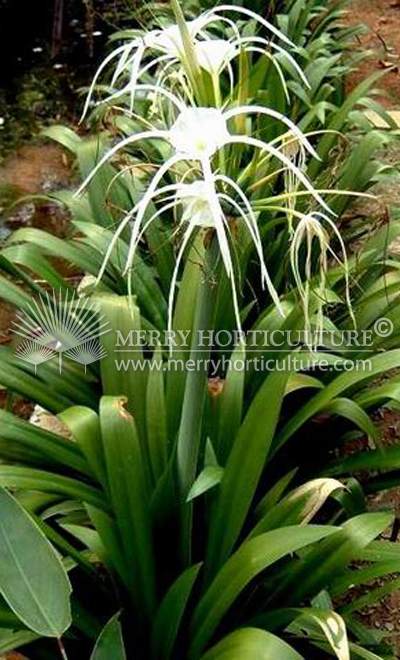 Hymenocallis speciosus (Spider Lily)